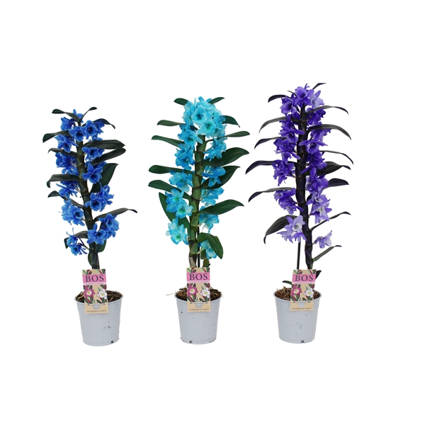 Dendrobium Nobilé, Colour 1-tak Blue/purple/ocean