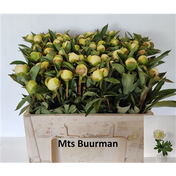 Duchesse de Numours