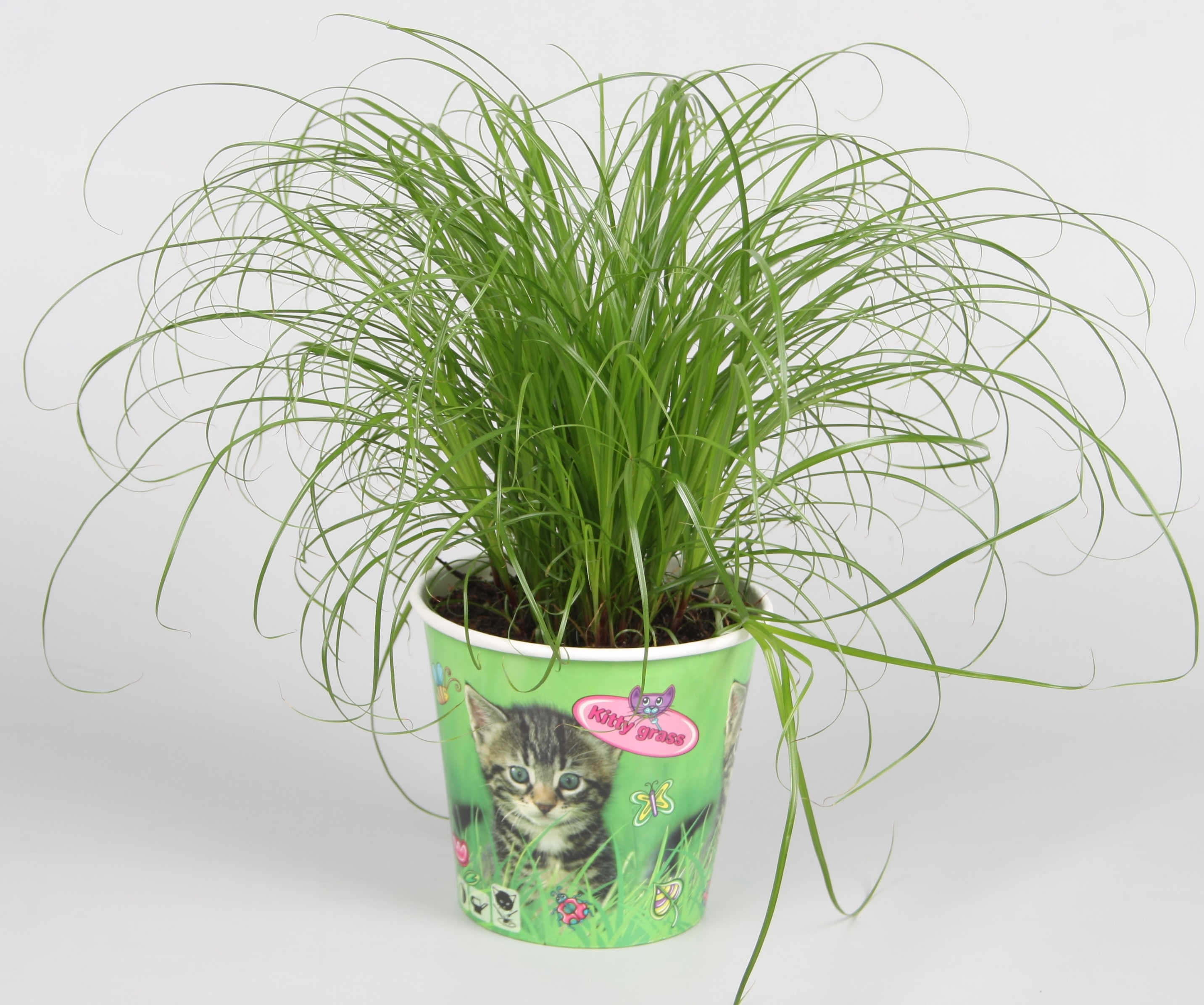 Cyperus alternifolius Zumula in kattenbeker WD (WD064-12005) - FloraXchange