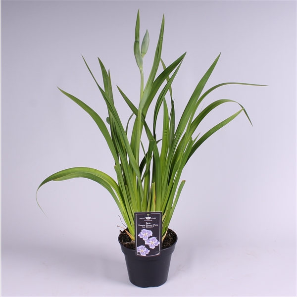 Iris ensata 'Dinner Plate' Ice Cream (IRI17EIC) FloraXchange