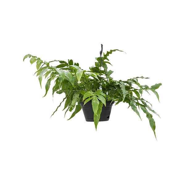 Aglaomorpha coronans (4AGCOHA10) - FloraXchange