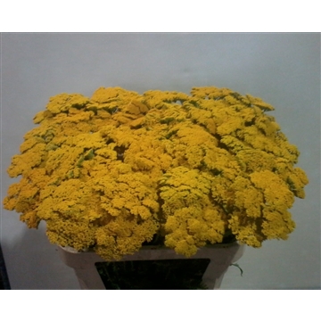 Achillea Parkers 80