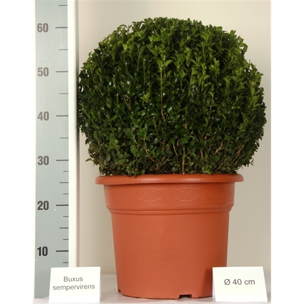 Buxus bol 40cm Deco pot (1040) - FloraXchange