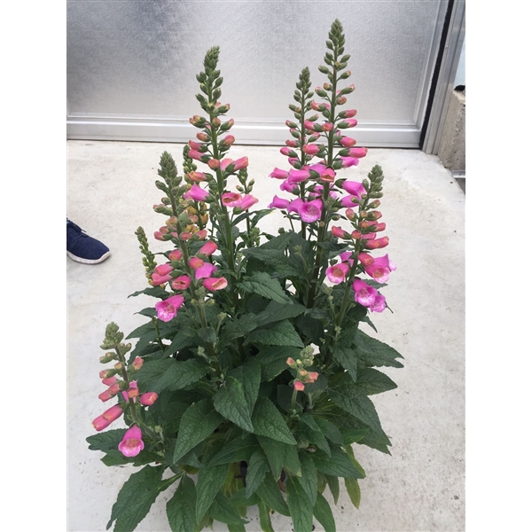 Digitalis Lucas Pink P19 (DigiplexisLuc) FloraXchange