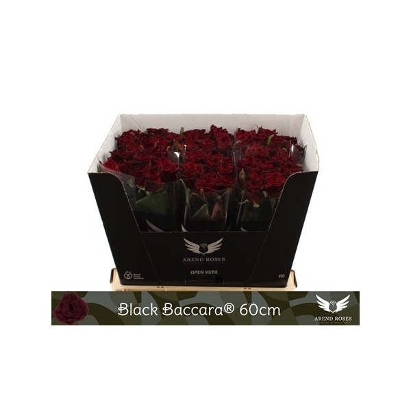 Black Baccara Интернет Магазин Цветов