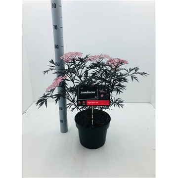 Sambucus nigra &#39;Black Lace&#39; C5