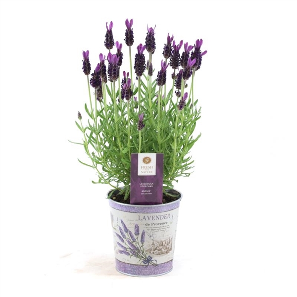 Lavandula St Anouk