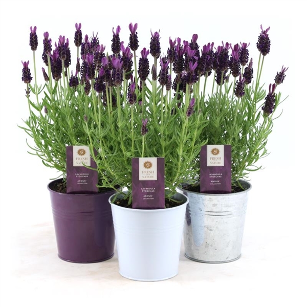 Lavandula st. 'Anouk'® collection p10,5 in zinken emmer mix (6600547