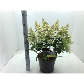 Hydrangea paniculata &#39;Confetti&#39; C7,5