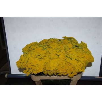 achillea 60
