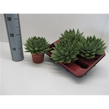 Echeveria Miranda 204