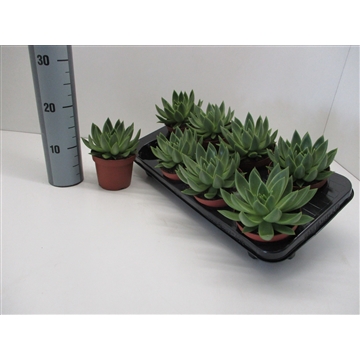 Echeveria Miranda 458