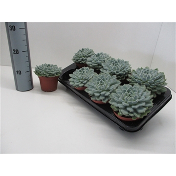 Echeveria Grey Velvet 458