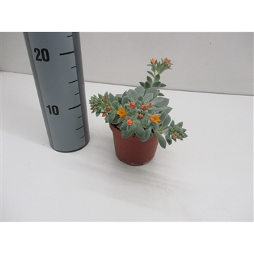 Echeveria Grey Star 458