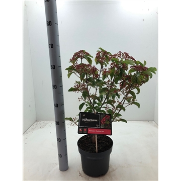 Viburnum dilatatum &#39;Sealing Wax&#39; C5