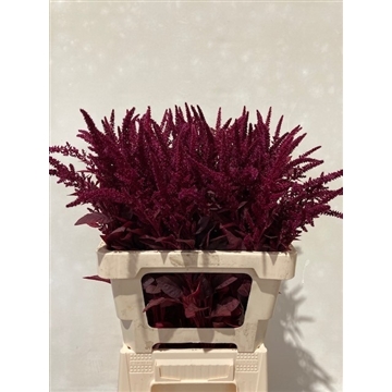 amaranthus 65