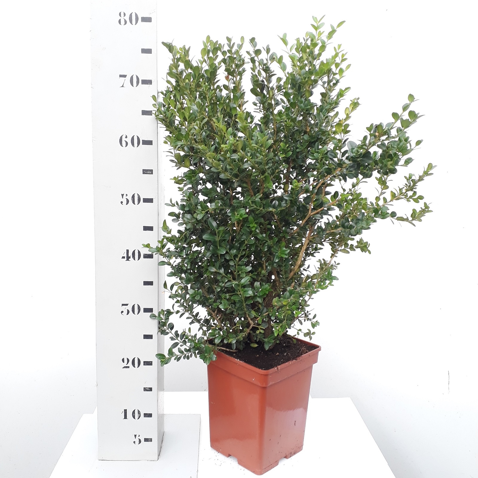 Buxus Microphylla Faulkner Cm Struik Faulk C Floraxchange