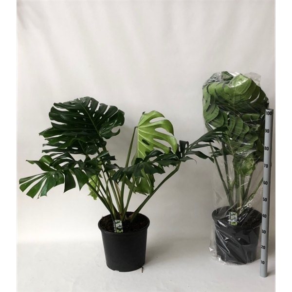 monstera 32 cm pot struik normaal (15) - FloraXchange