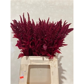 Amaranthus meter wissel