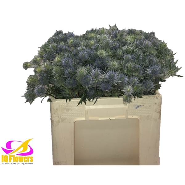 Eryng. Anita 50 (11448250) FloraXchange