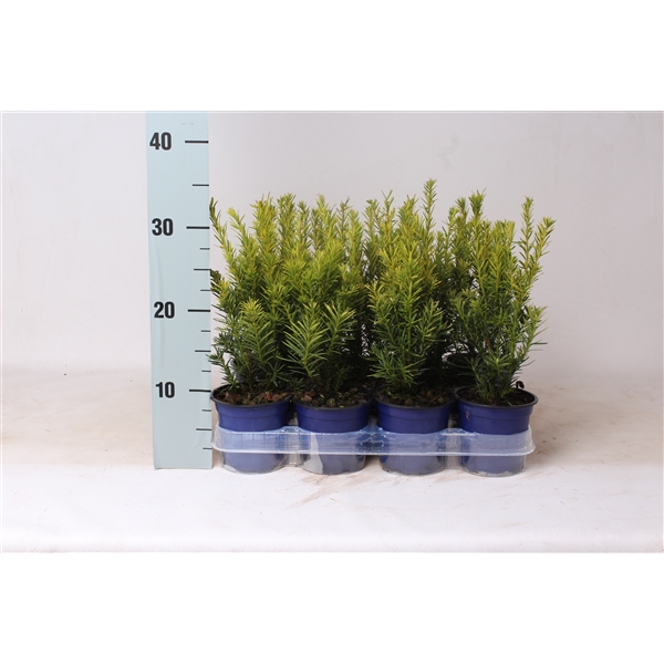 Taxus Baccata Wintergold Ta Winte V Floraxchange