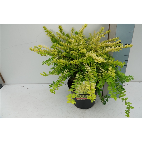 Lonicera Nit Golden Glow LONIGGC2 FloraXchange