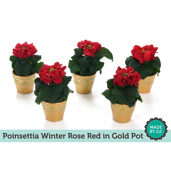 Eup Poinsettia Winterrose Red In Gold Pot P6wi130 Floraxchange