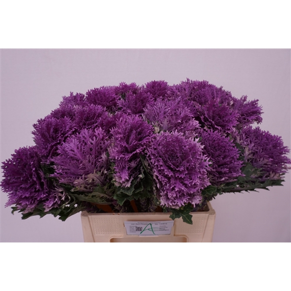 Brassica Oleracea Crane Queen 65 cm (116214 65 cm) FloraXchange