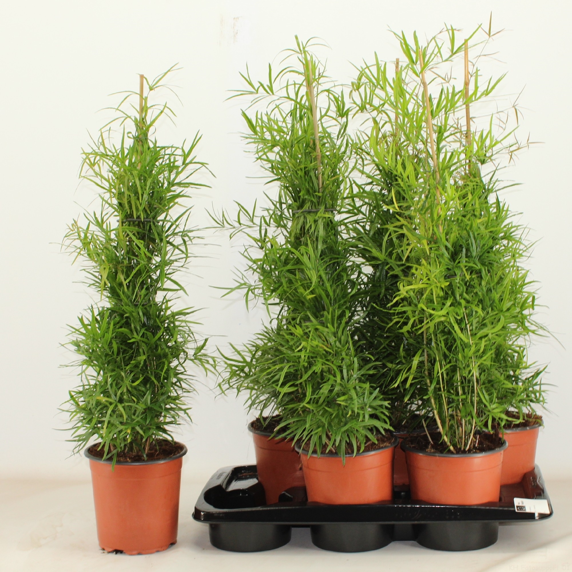 Asparagus falcatus (100) - FloraXchange