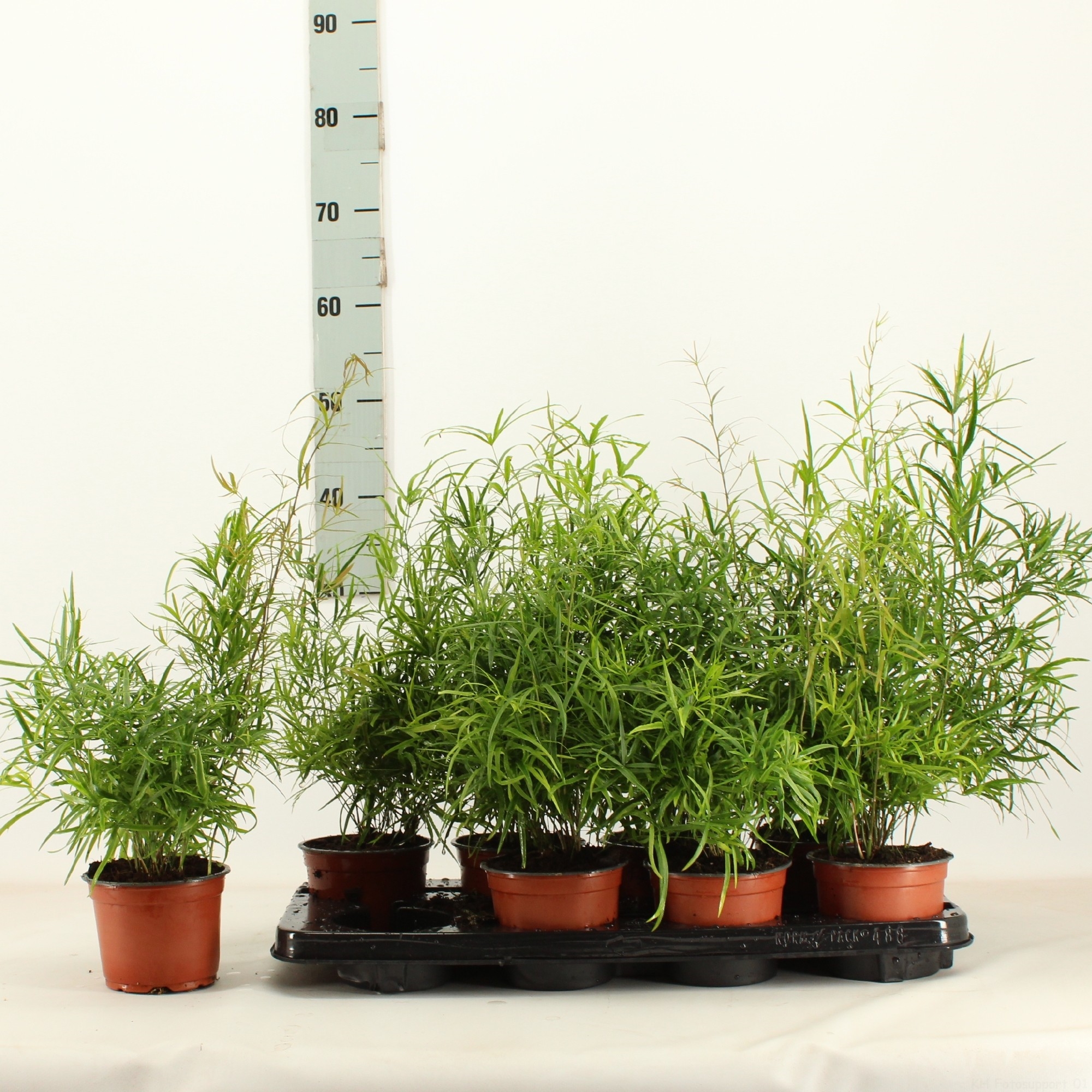 Asparagus falcatus (101) - FloraXchange