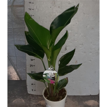 Strelitzia augusta 2 Plant
