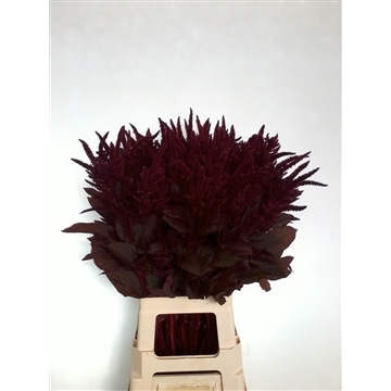 amaranthus 80 kas