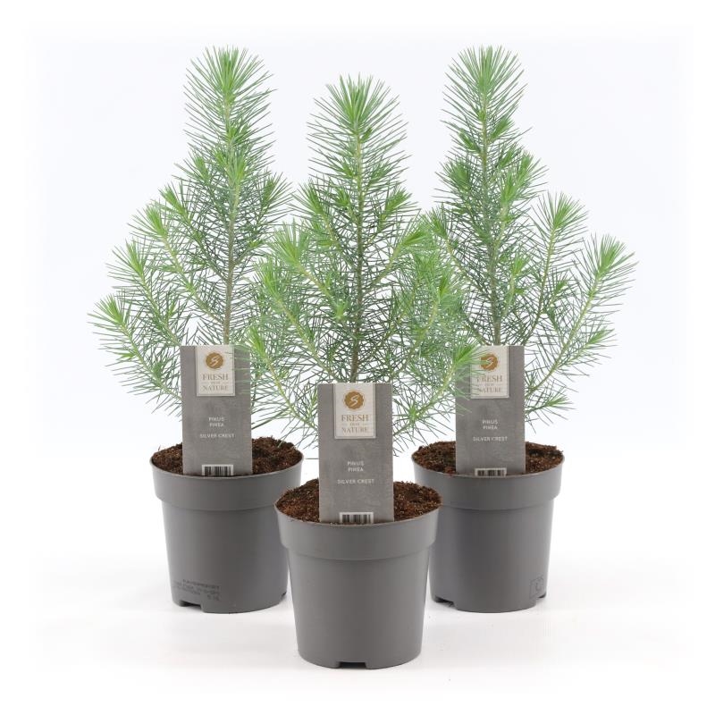 Pinus pinea silver crest описание