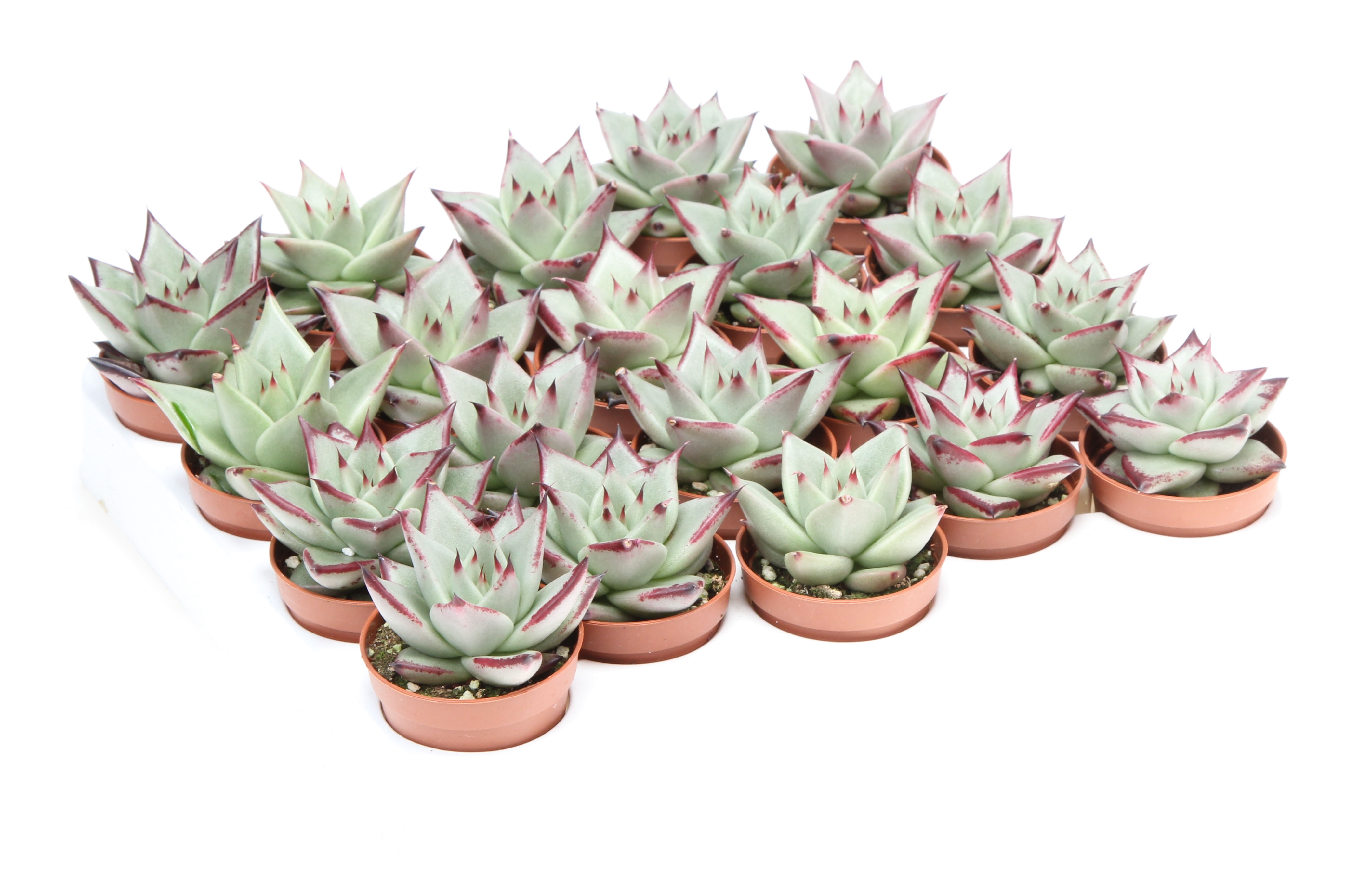 Echeveria silver star (EC5066) FloraXchange