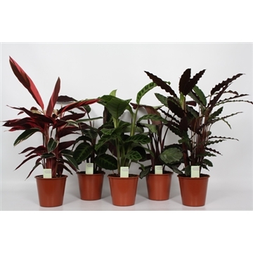 Calathea 19cm gemengd Dikte 2