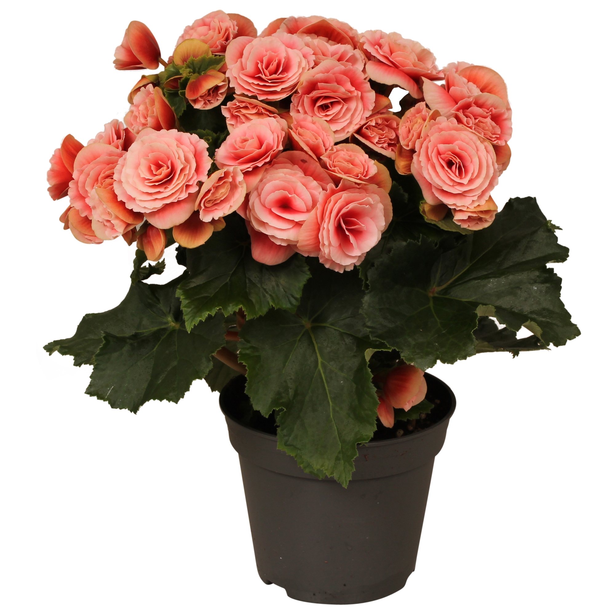 Begonia ‘‘borias’’ rijp (BE12RP109) - FloraXchange