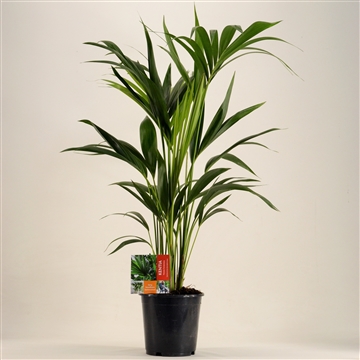KENTIA - P19 H110 - 6PP (Howea forsteriana)