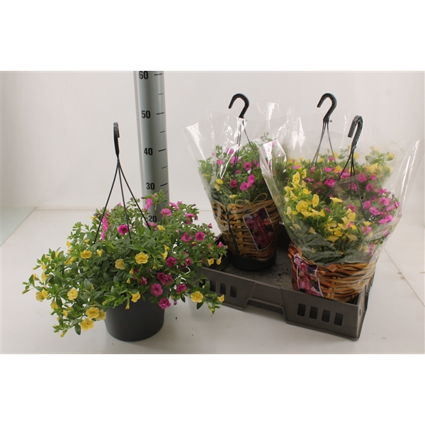 Calibrachoa Trixi Petticoat hangplant (Trixi 2) - FloraXchange