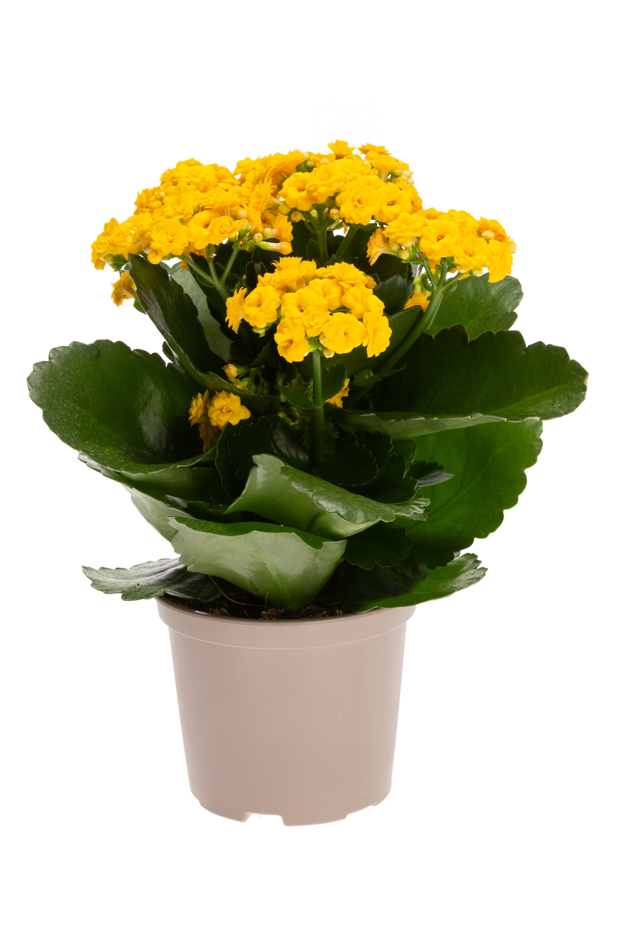 Kalanchoe gevuldbl. Rose Flowers Yellow (A 10 GL) - FloraXchange