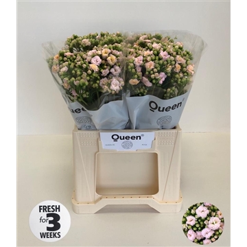 Kalanchoe &#39;Lace Pink&#39;
