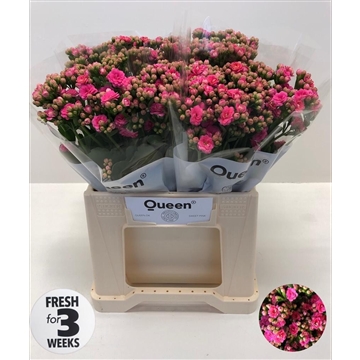 Kalanchoe &#39;Sweet Pink Meadow&#39;