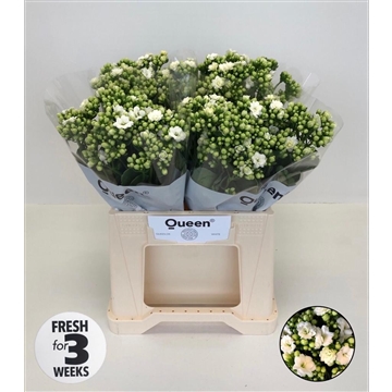 Kalanchoe &#39;Grand White&#39;
