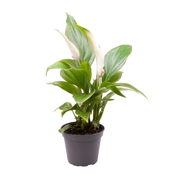 Spathiphyllum Cupido Silver 17 cm pot