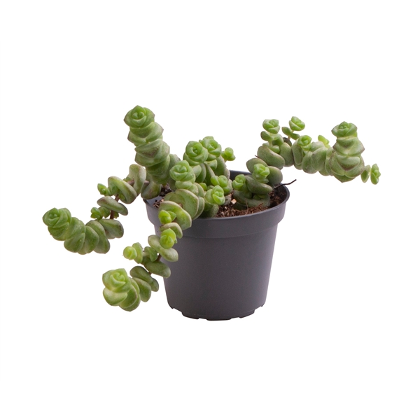 Crassula Hottentot (5674) - FloraXchange