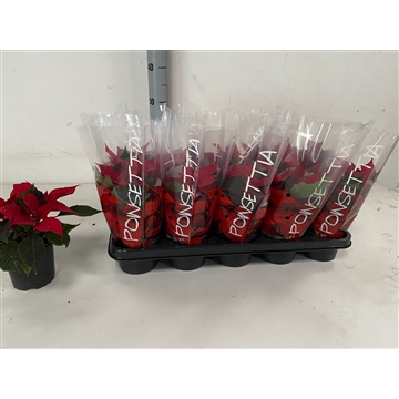 Rood 11