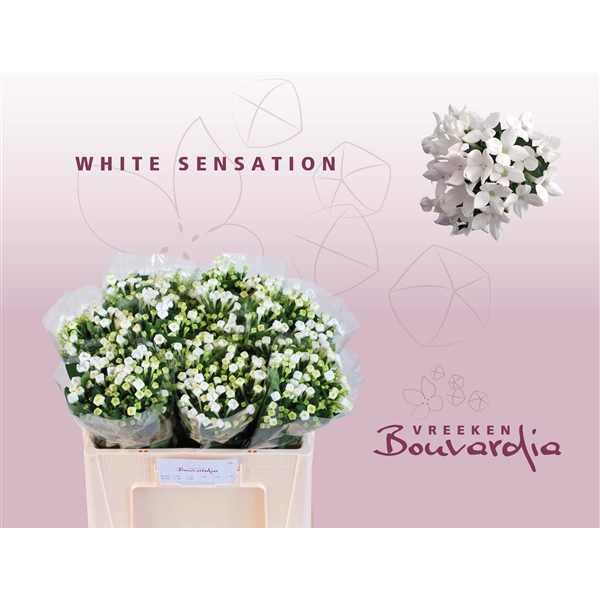 Bouvardia Si White Sensation 50cm