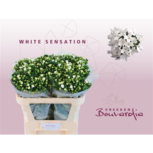 Bouvardia Si White Sensation 70cm