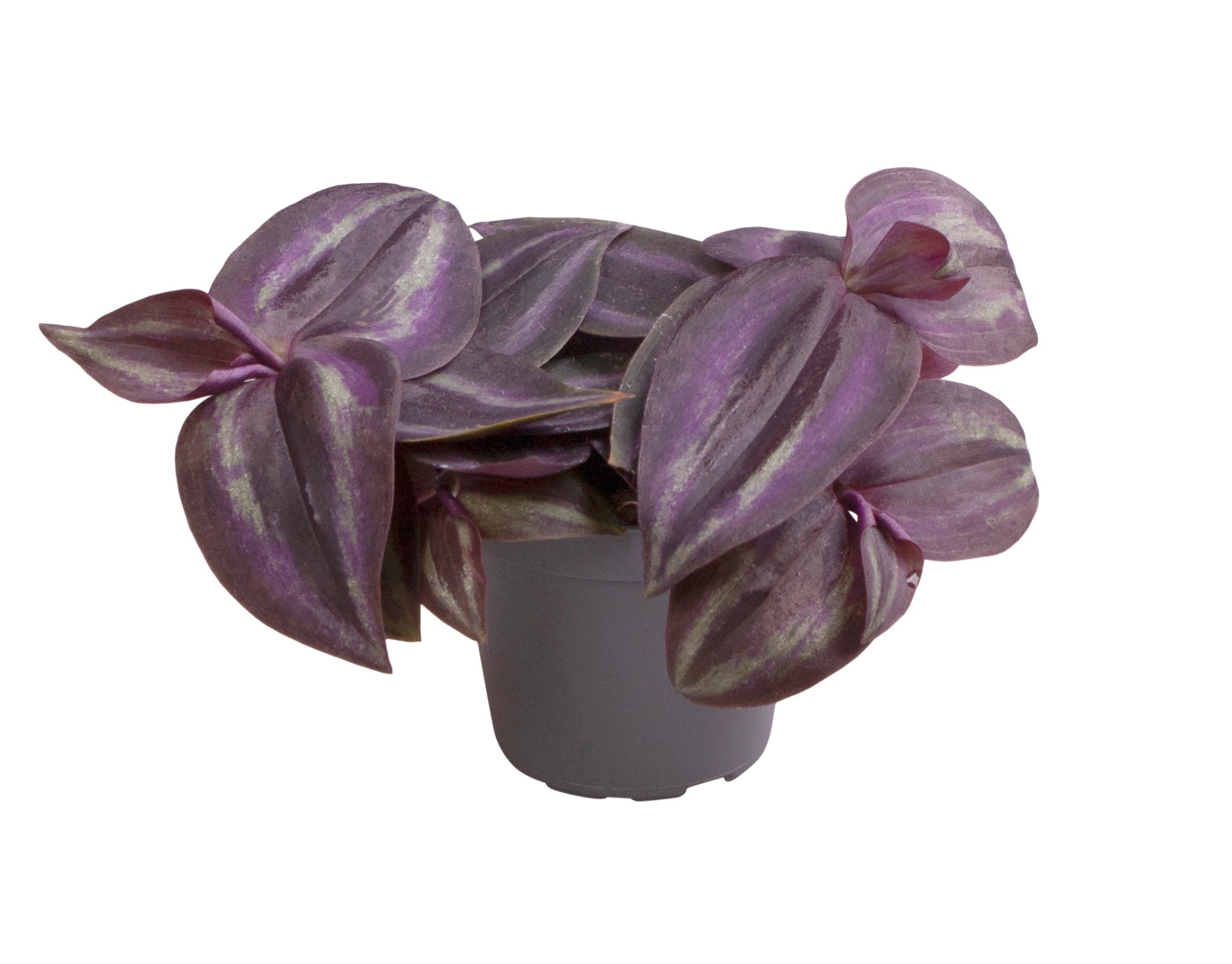 Традесканция purple passion. Традесканция зебрина пурпурная. Традесканция перпл джой описание. Традесканция пурпл джой. Традесканция зебрина квадриколор.