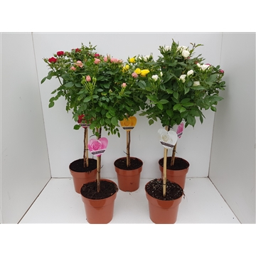 Rosa op stam gemengd