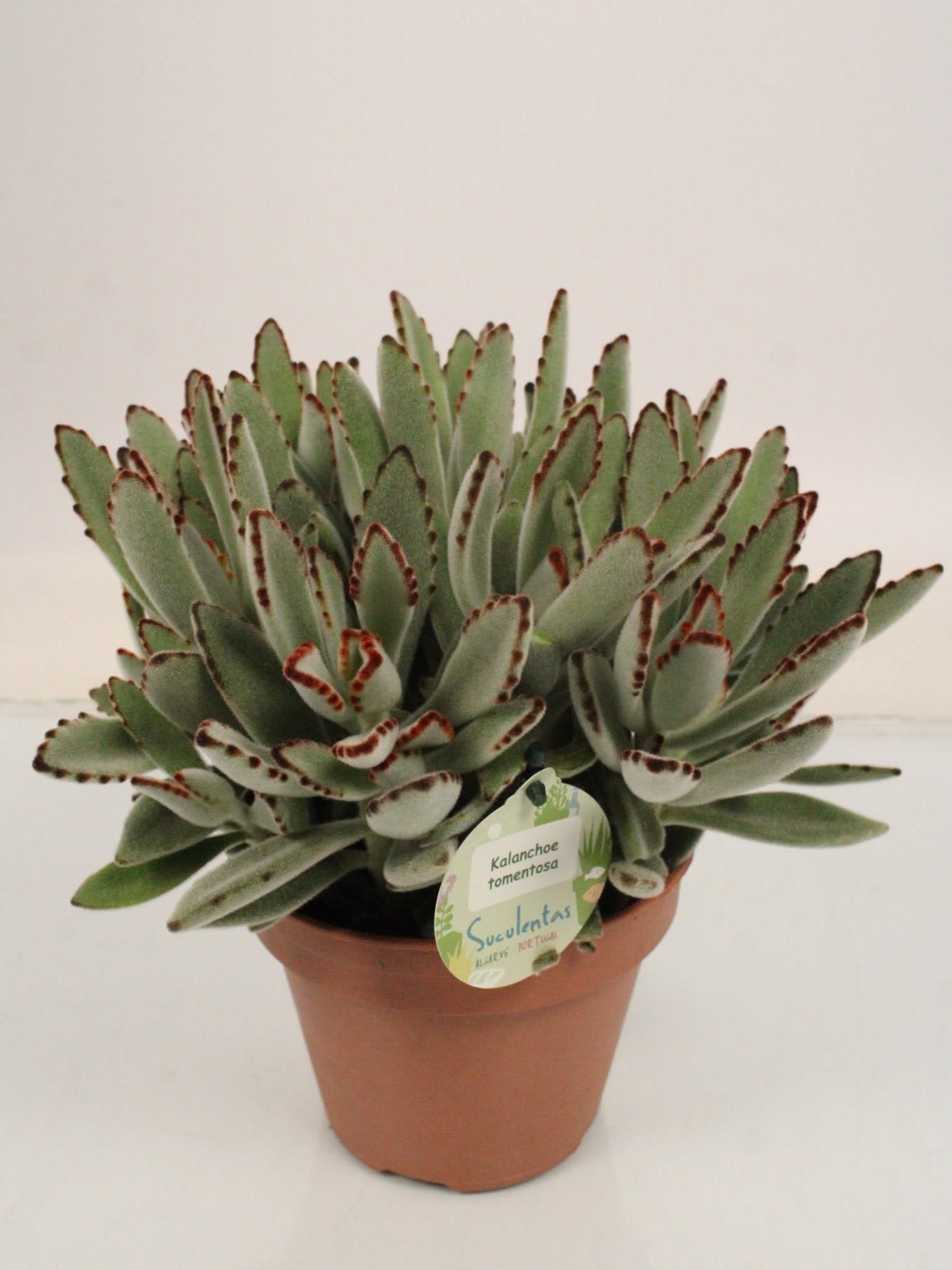 Kalanchoe Tomentosa (kal14tom) - FloraXchange